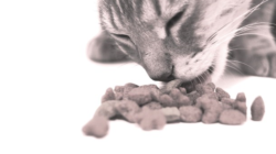 Které suché krmivo (ne)volit pro kočku