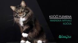 PLEMENA KOČEK: Mainská mývalí kočka (video-reportáž s chovatelkou)