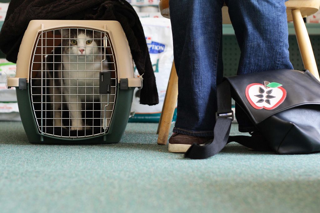 cat at the vet