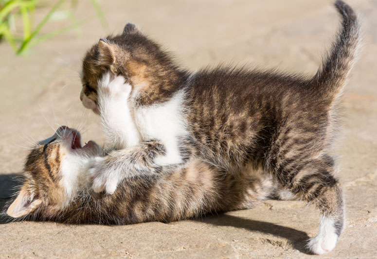 kittens-playing