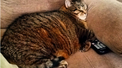 Obezita u koček a její řešení v 5 bodech