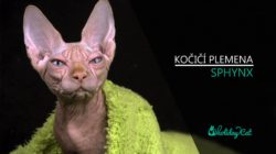 Plemena koček: SPHYNX (video-reportáž)