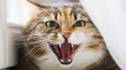 12 rad, jak řešit agresi u koček (Vol. 2)