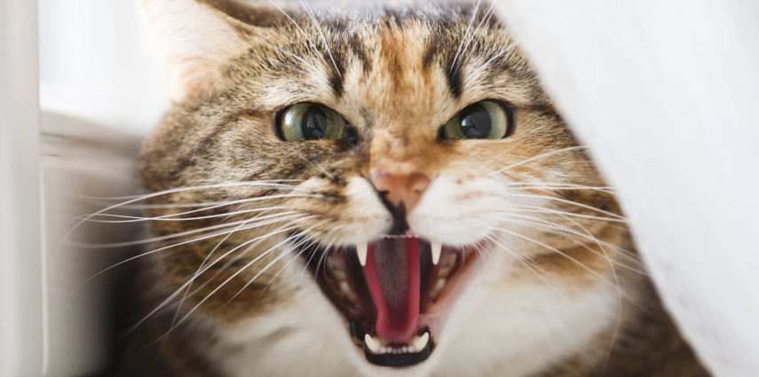 Aggressive domestic cat sitting on a window sill