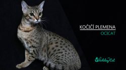 Plemena koček: OCICAT (video-reportáž)