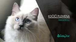Plemena koček: RAGDOLL (video-reportáž)