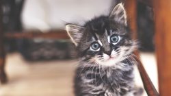 7 věcí, které byste měli vědět před pořízením kotěte
